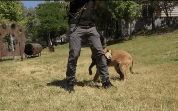K9