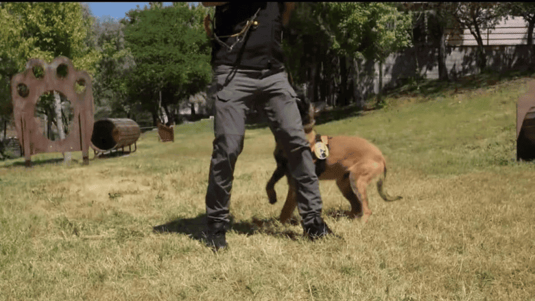 K9