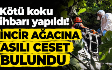 incir ağacı