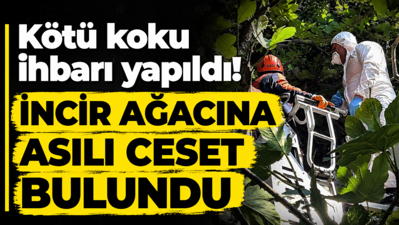 incir ağacı