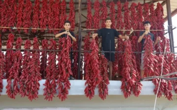 kırmızı biber kurutma
