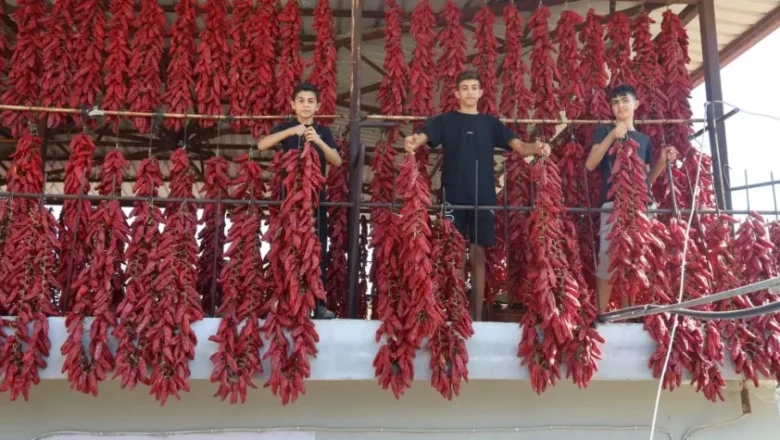 kırmızı biber kurutma