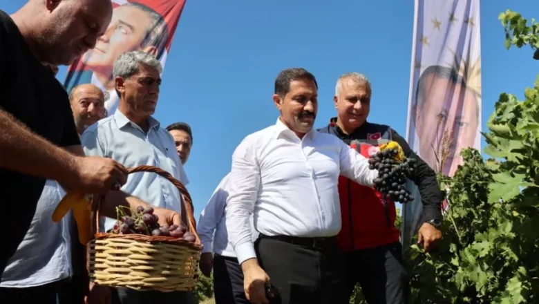 Hatay üzüm hasadı